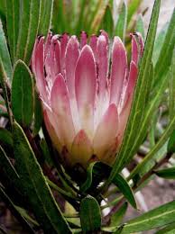 The flowering plants of africa. South African Burchell S Sugarbush Protea Burchellii 5 Seeds Unusual Flowers Winter Flowering Shrubs Rare Flowers