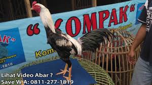 Ayam Mangon Iq 2020 Full Atret Anti Lock Pukul Akurat Terjual W A 0811 277 1819 Youtube