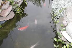 It is a measure of whether the water in your pond is on the acid side or on the alkaline side. Why Is My Pond Alkaline Animals Mom Com