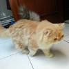 Selain tingkah lakunya yang lucu dan bulunya yang lebat, banyak orang memelihara kucing dibandingkan dengan kucing persia, anggora memang dijual dengan harga yang sedikit lebih murah. 1