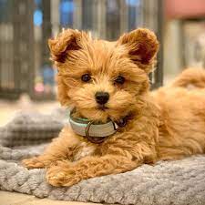 We did not find results for: Cavapoo Puppies For Sale Near Me Home
