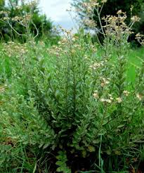 Image result for Vernonia kirkii