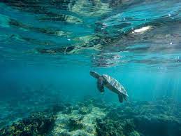 Learn the definition of 'aquatic habitat'. A Beginner S Guide To Habitats
