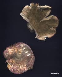 Image result for Russula variata