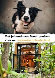 Met Je Hond Naar Droomparken Voor Een Vakantie In Nederland Lees Hier Alles Wat Je Moet Weten Woefwelkom Honden Nederland Vakanti Honden Vakantie Eropuit