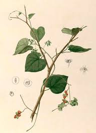 Image result for Cissampelos mucronata