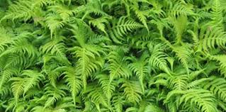 Image result for fern