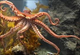 Giant Pacific Octopus: Characteristics ...