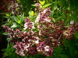Mit diesen tricks halten sie ewig. Raritaten Gartnerei Garten Jan Basilikum Ajaka Ocimum Basilikum