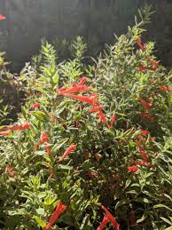 Image result for Tinnea galpinii