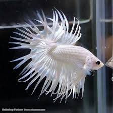 Betta fish, also referred to as siamese fighting fish are commonly kept as pets within one's office or home. Platinum White Crowntail Betta Betta Fish Betta Betta Fish Tank