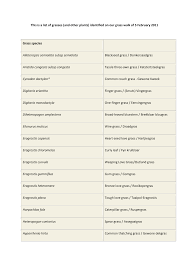 Image result for Urelytrum agropyroides