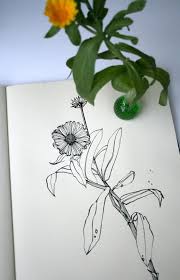 Planet Sam Colour From The Season Calendula Orange Birth Flower Tattoos Flower Tattoo Botanical Illustration Black And White