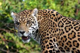 Tropical rainforests, because of their location near the equator, cover only a small area on our planet. Environmental Biome Tropical Rainforest Biome Ecosystem En En En Endangered Environment Equator Frog Jaguar Glogster Edu Interactive Multimedia Posters