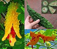 Image result for Momordica anigosantha