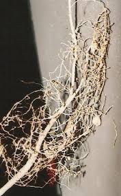 Image result for Millettia eetveldeana