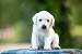 White Yellow Labrador