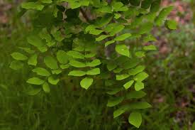 Image result for Millettia usaramensis