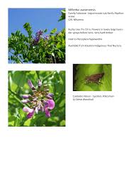 Image result for Millettia usaramensis