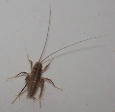 The bug had long antennas, 6 legs, the two back ones looked like hi sarah, though your photo is blurry and the camera angle is not ideal for identifying your camel cricket, it is the time of the month for us to select. Plains Camel Cricket Ceuthophilus Pallidus Bugguide Net