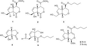 Image result for Morinda asteroscepa