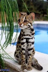 Small wild cats big cats cool cats cats and kittens cats meowing african cats african animals african elephant beautiful cats. Savannah Cat Rescue Interesting Facts That Will Amaze You Tele Talk