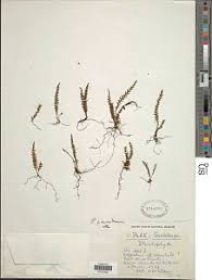 Image result for Lellingeria