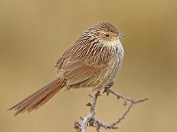 Image result for Heterotis canescens