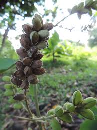 Image result for Flemingia