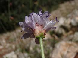 Image result for Cephalaria pungens