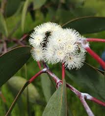 Image result for Iphigenia pauciflora