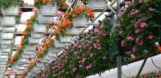 Check spelling or type a new query. About Flowers Canada Growers