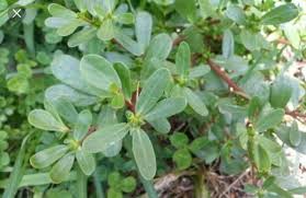 It is a good source of vitamins a, b1 and c, nicotinamide and many minerals (magnesium, potassium, and nitrate). Benefits Of Eating Purslane Or Gulasiman Steemit