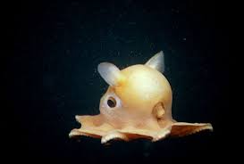 Aquarium Of The Pacific Online Learning Center Dumbo Octopus Weird Animals Weird Looking Animals Cute Octopus
