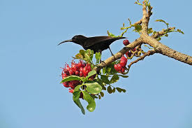 Image result for Pseudolachnostylis maprouneifolia