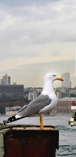 Deniz Adli Kullanicinin Istanbul Panosundaki Pin 2020 Istanbul