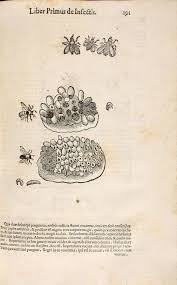 Bugetarii vor avea, astfel, liber intre 1 si 4 mai, anunta antena 3. Maria Sibylla Merian 1647 1717 Universitatsbibliothek Erlangen Nurnberg