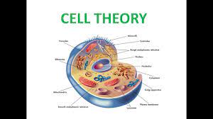 Maybe you would like to learn more about one of these? Plant Cell Vs Animal Cell In Malayalam Youtube