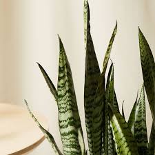 Snake plants are on the top of the list of air purifying plants. Buy 3 Foot Potted Snake Plant Sansevieria Bloomscape