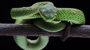 Die giftigsten schlangen der welt black mamba. Ranking Das Sind Die 15 Fur Den Menschen Gefahrlichsten Tiere Der Welt