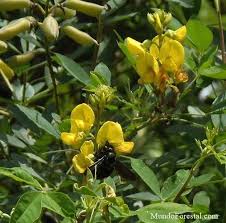 Image result for Crotalaria micans