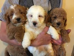 The first generation goldendoodles and labradoodles are identified with the letter and number f1. Goldendoodle Puppies For Sale Gurnee Il 163396