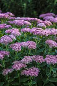 Your outdoor plants stock images are ready. 30 Best Fall Flowers For An Autumn Garden Prettiest Flowers To Plant In The Fall