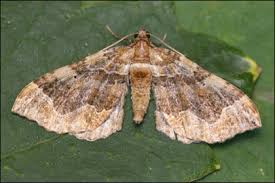 Image result for Pelurga comitata