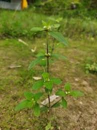 Image result for Spermacoce ocymoides