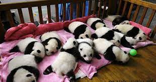 Wolong Panda Reserve Sichuan China Panda Habitat Panda Baby Panda Bears