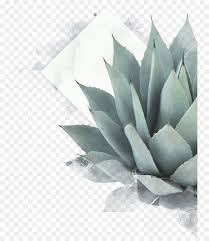 hemp leaf png download 800 1034 free transparent agave azul png download cleanpng kisspng clean png