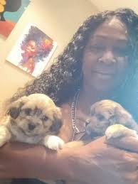 44+ Shih Tzu Puppies For Sale in Bergen County