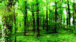 Enjoy and share your favorite beautiful hd wallpapers and background images. Free Download Green Forest Wallpapers 1920x1080 For Your Desktop Mobile Tablet Explore 73 Forest Green Background Free Forest Wallpapers