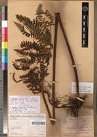 Image result for Hypolepis sparsisora